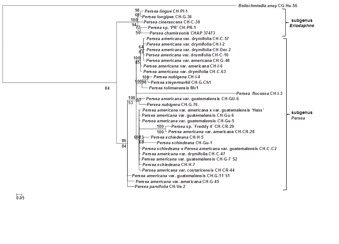 Bayesian 50 % majority rule consensus phylogram resulting from the analysis of the concatenation of 18S rRNA+cox3+atp4+matK+rbcL+ndhF+rpoC1+trnH-psbA sequences of Persea and Beilschmiedea anay (Lauraceae). Posterior probabilities are indicated above the nodes, and maximum parsimony bootstrap support values (where 50 %) appear below the nodes. In the parsimonious analysis, 264 equally parsimonious trees with a length of 355 steps, and a consistency index of 0.87, homoplasy index of 0.13 and a retention index of 0.81 were obtained.