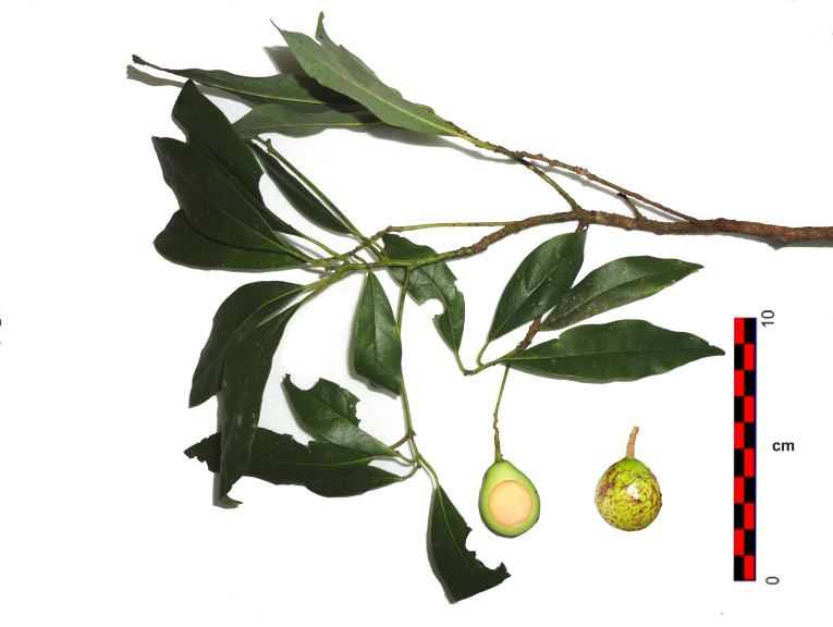 Branch and fruit of Persea parvifolia L. O. Williams (Persea pallescens [Mez] Loera-Hern&aacute;ndez).