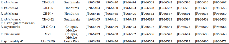 Fundaci&oacute;n Salvador S&aacute;nchez Col&iacute;n-CICTAMEX collection accession number, place of origin and GenBank accession numbers of the species used in the analysis.