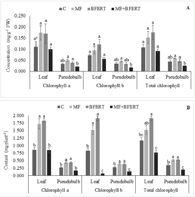 Concentration (A) and content (B) of chlorophylls a, b and total in leaves and pseudobulbs of Laelia anceps subsp. anceps at the end of the experiment, with different fertilization treatments: C = control, MF = mineral fertilization, BFERT = biofertilization and MF + BFERT = mineral fertilization supplemented with biofertilization, FW = fresh weight. zMeans with the same letters in each plant organ do not differ statistically (Tukey, P ≤ 0.05).