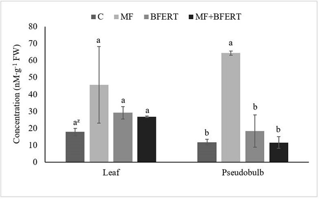 Concentration of total soluble amino acids in leaves and pseudobulbs of Laelia anceps subsp. anceps at the end of the experiment, with different fertilization treatments: C = control, MF = mineral fertilization, BFERT = biofertilization and MF + BFERT = mineral fertilization supplemented with biofertilization, FW = fresh weight. zMeans with the same letters in each plant organ do not differ statistically (Tukey, P ≤ 0.05).