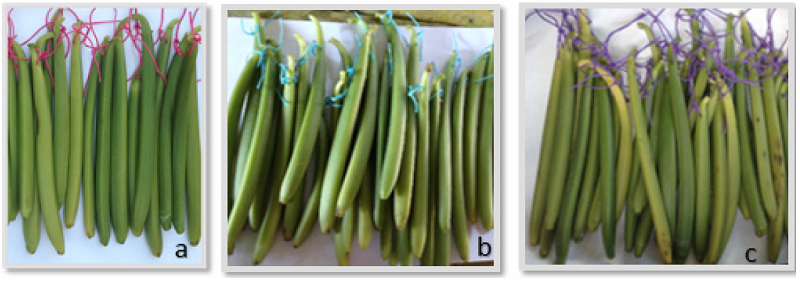 Fruit of Vanilla planifolia Jacks. ex Andrews harvested at a) 224, b) 252 and c) 273 days after pollination.