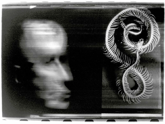 Rattlesnake (Crotalus), da série Crosswise natures