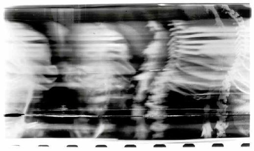 Rabbit (Oryctolagus Cuniculus), da série Crosswise natures