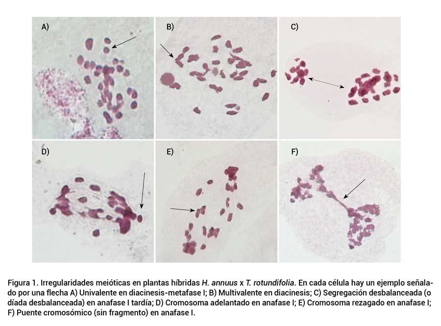 Figura 1. An&aacute;lisis de componentes principales. A) cargas factoriales y B) puntuaciones factoriales para las 20 variedadesmejoradas de Hibiscus sabdariffa L. cultivadas en M&eacute;xico.