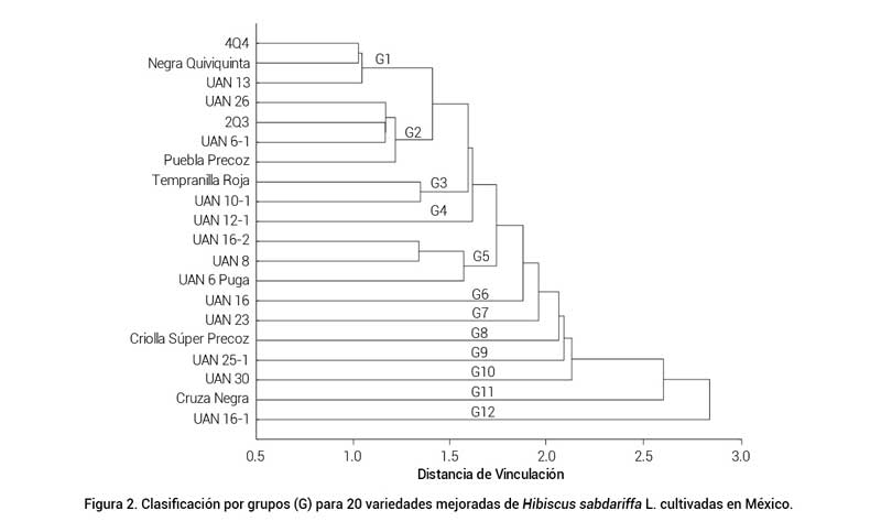 Figura 2. Clasificaci&oacute;n por grupos (G) para 20 variedades mejoradas de Hibiscus sabdariffa L. cultivadas en M&eacute;xico.