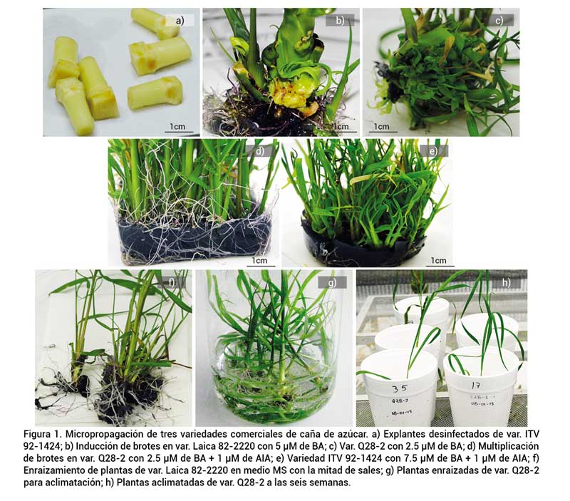 Figura 1. Micropropagación de tres variedades comerciales de caña de azúcar. a) Explantes desinfectados de var. ITV92-1424; b) Inducción de brotes en var. Laica 82-2220 con 5 μM de BA; c) Var. Q28-2 con 2.5 μM de BA; d) Multiplicación de brotes en var. Q28-2 con 2.5 μM de BA + 1 μM de AIA; e) Variedad ITV 92-1424 con 7.5 μM de BA + 1 μM de AIA; f) Enraizamiento de plantas de var. Laica 82-2220 en medio MS con la mitad de sales; g) Plantas enraizadas de var. Q28-2para aclimatación; h) Plantas aclimatadas de var. Q28-2 a las seis semanas.