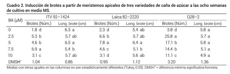 Cuadro 2. Inducción de brotes a partir de meristemos apicales de tres variedades de caña de azúcar a las ocho semanas de cultivo en medio MS.