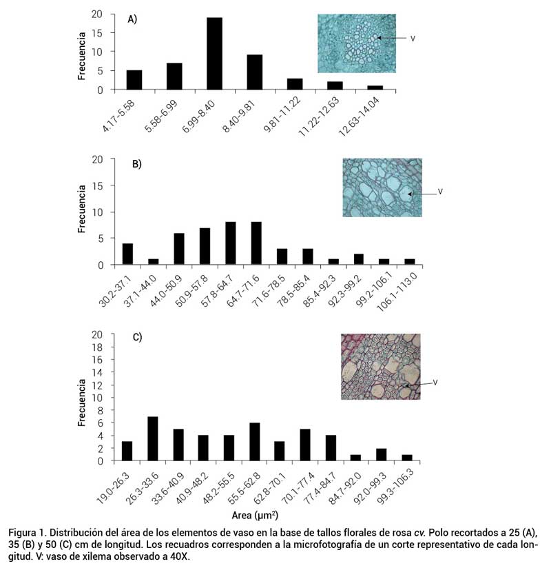 Figura 1. Distribuci&oacute;n del &aacute;rea de los elementos de vaso en la base de tallos florales de rosa cv. Polo recortados a 25 (A), 35 (B) y 50 (C) cm de longitud. Los recuadros corresponden a la microfotograf&iacute;a de un corte representativo de cada longitud. V: vaso de xilema observado a 40X.