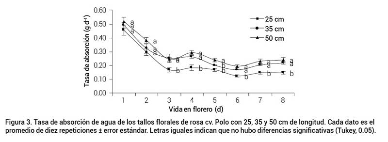 Figura 3. Tasa de absorci&oacute;n de agua de los tallos florales de rosa cv. Polo con 25, 35 y 50 cm de longitud. Cada dato es el promedio de diez repeticiones &plusmn; error est&aacute;ndar. Letras iguales indican que no hubo diferencias significativas (Tukey, 0.05).