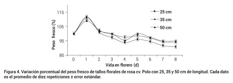 Figura 4. Variaci&oacute;n porcentual del peso fresco de tallos florales de rosa cv. Polo con 25, 35 y 50 cm de longitud. Cada dato es el promedio de diez repeticiones &plusmn; error est&aacute;ndar.