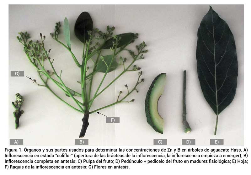 Figura 1. &Oacute;rganos y sus partes usados para determinar las concentraciones de Zn y B en &aacute;rboles de aguacate Hass. A) Inflorescencia en estado &ldquo;coliflor&rdquo; (apertura de las br&aacute;cteas de la inflorescencia, la inflorescencia empieza a emerger); B) Inflorescencia completa en antesis; C) Pulpa del fruto; D) Ped&uacute;nculo + pedicelo del fruto en madurez fisiol&oacute;gica; E) Hoja; F) Raquis de la inflorescencia en antesis; G) Flores en antesis.