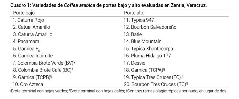Cuadro 1. Variedades de Coffea arabica de portes bajo y alto evaluadas en Zentla, Veracruz.