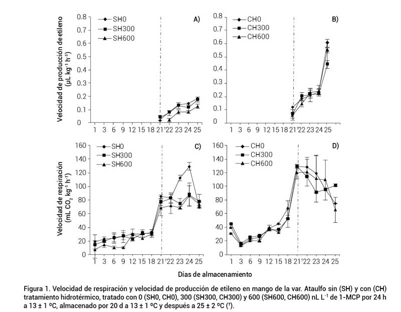 Figura 1. Velocidad de respiración y velocidad de producción de etileno en mango de la var. Ataulfo sin (SH) y con (CH) tratamiento hidrotérmico, tratado con 0 (SH0, CH0), 300 (SH300, CH300) y 600 (SH600, CH600) nL L-1 de 1-MCP por 24 ha 13 ± 1 ºC, almacenado por 20 d a 13 ± 1 ºC y después a 25 ± 2 ºC (†).