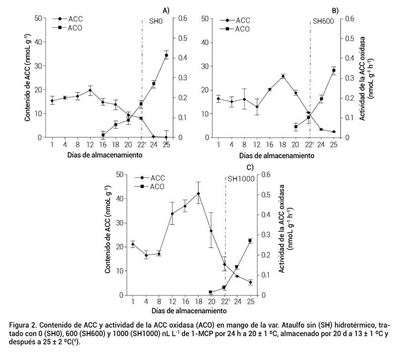 Figura 2. Contenido de ACC y actividad de la ACC oxidasa (ACO) en mango de la var. Ataulfo sin (SH) hidrotérmico, tratado con 0 (SH0), 600 (SH600) y 1000 (SH1000) nL L-1 de 1-MCP por 24 h a 20 ± 1 ºC, almacenado por 20 d a 13 ± 1 ºC y después a 25 ± 2 ºC(†).