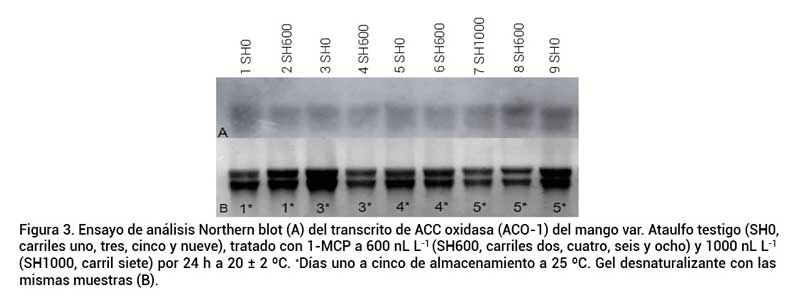 Figura 3. Ensayo de análisis Northern blot (A) del transcrito de ACC oxidasa (ACO-1) del mango var. Ataulfo testigo (SH0, carriles uno, tres, cinco y nueve), tratado con 1-MCP a 600 nL L-1 (SH600, carriles dos, cuatro, seis y ocho) y 1000 nL L-1 (SH1000, carril siete) por 24 h a 20 ± 2 ºC. *Días uno a cinco de almacenamiento a 25 ºC. Gel desnaturalizante con las mismas muestras (B).