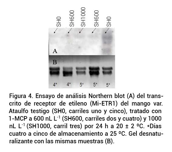 Figura 4. Ensayo de análisis Northern blot (A) del transcrito de receptor de etileno (Mi-ETR1) del mango var. Ataulfo testigo (SH0, carriles uno y cinco), tratado con1-MCP a 600 nL L-1 (SH600, carriles dos y cuatro) y 1000nL L-1 (SH1000, carril tres) por 24 h a 20 ± 2 ºC. *Días cuatro a cinco de almacenamiento a 25 ºC. Gel desnaturalizante con las mismas muestras (B).