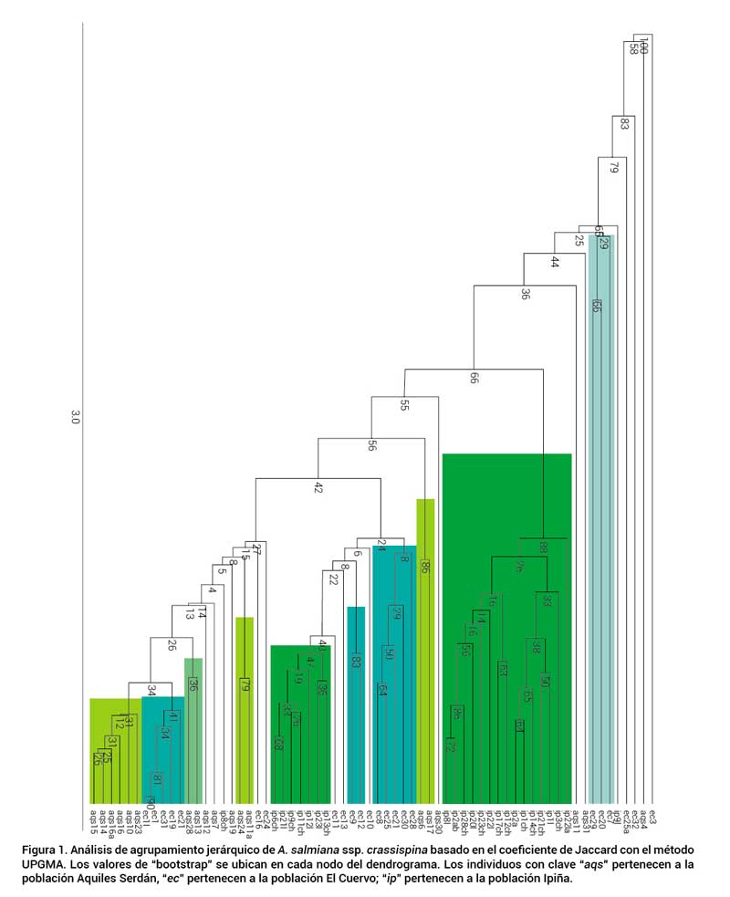 Figura 1. An&aacute;lisis de agrupamiento jer&aacute;rquico de A. salmiana ssp. crassispina basado en el coeficiente de Jaccard con el m&eacute;todo UPGMA. Los valores de &ldquo;bootstrap&rdquo; se ubican en cada nodo del dendrograma. Los individuos con clave &ldquo;aqs&rdquo; pertenecen a lapoblaci&oacute;n Aquiles Serd&aacute;n, &ldquo;ec&rdquo; pertenecen a la poblaci&oacute;n El Cuervo; &ldquo;ip&rdquo; pertenecen a la poblaci&oacute;n Ipi&ntilde;a.