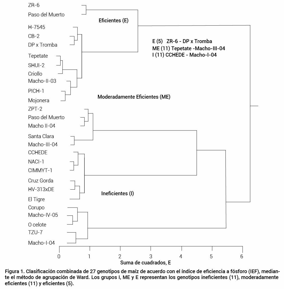Figura 1. Clasificaci&oacute;n combinada de 27 genotipos de ma&iacute;z de acuerdo con el &iacute;ndice de eficiencia a f&oacute;sforo (IEF), mediante el m&eacute;todo de agrupaci&oacute;n de Ward. Los grupos I, ME y E representan los genotipos ineficientes (11), moderadamente eficientes (11) y eficientes (5).