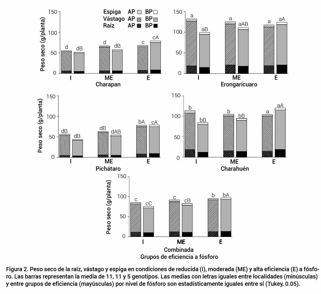 Figura 2. Peso seco de la ra&iacute;z, v&aacute;stago y espiga en condiciones de reducida (I), moderada (ME) y alta eficiencia (E) a f&oacute;sforo.Las barras representan la media de 11, 11 y 5 genotipos. Las medias con letras iguales entre localidades (min&uacute;sculas)y entre grupos de eficiencia (may&uacute;sculas) por nivel de f&oacute;sforo son estad&iacute;sticamente iguales entre s&iacute; (Tukey, 0.05).
