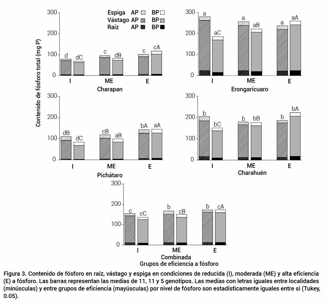 Figura 3. Contenido de f&oacute;sforo en ra&iacute;z, v&aacute;stago y espiga en condiciones de reducida (I), moderada (ME) y alta eficiencia(E) a f&oacute;sforo. Las barras representan las medias de 11, 11 y 5 genotipos. Las medias con letras iguales entre localidades (min&uacute;sculas) y entre grupos de eficiencia (may&uacute;sculas) por nivel de f&oacute;sforo son estad&iacute;sticamente iguales entre s&iacute; (Tukey,0.05).