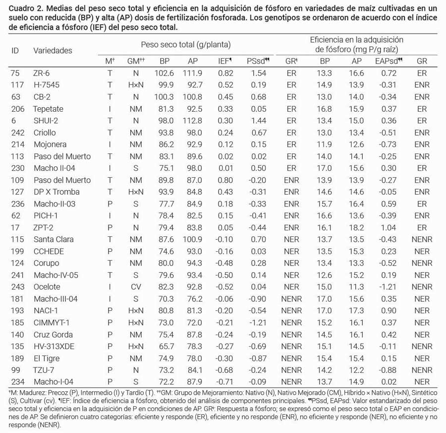 Cuadro 2. Medias del peso seco total y eficiencia en la adquisici&oacute;n de f&oacute;sforo en variedades de ma&iacute;z cultivadas en un suelo con reducida (BP) y alta (AP) dosis de fertilizaci&oacute;n fosforada. Los genotipos se ordenaron de acuerdo con el &iacute;ndice de eficiencia a f&oacute;sforo (IEF) del peso seco total.