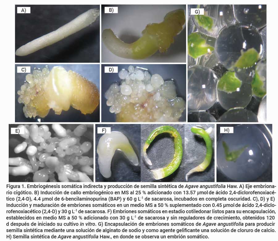 Figura 1. Embriogénesis somática indirecta y producción de semilla sintética de Agave angustifolia Haw. A) Eje embrionariocigótico. B) Inducción de callo embriogénico en MS al 25 % adicionado con 13.57 μmol de ácido 2,4-diclorofenoxiacético (2,4-D), 4.4 μmol de 6-bencilaminopurina (BAP) y 60 g L-1 de sacarosa, incubados en completa oscuridad. C), D) y E) Inducción y maduración de embriones somáticos en un medio MS a 50 % suplementado con 0.45 μmol de ácido 2,4-diclorofenoxiacético (2,4-D) y 30 g L-1 de sacarosa. F) Embriones somáticos en estadio cotiledonar listos para su encapsulación,establecidos en medio MS a 50 % adicionado con 30 g L-1 de sacarosa y sin reguladores de crecimiento, obtenidos 120 d después de iniciado su cultivo in vitro. G) Encapsulación de embriones somáticos de Agave angustifolia para producir semilla sintética mediante una solución de alginato de sodio y como agente gelificante una solución de cloruro de calcio.H) Semilla sintética de Agave angustifolia Haw., en donde se observa un embrión somático.