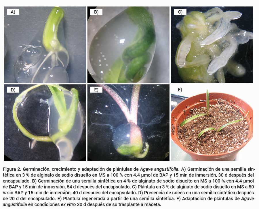 Figura 2. Germinación, crecimiento y adaptación de plántulas de Agave angustifolia. A) Germinación de una semilla sintética en 3 % de alginato de sodio disuelto en MS a 100 % con 4.4 μmol de BAP y 15 min de inmersión, 30 d después del encapsulado. B) Germinación de una semilla sintética en 4 % de alginato de sodio disuelto en MS a 100 % con 4.4 μmol de BAP y 15 min de inmersión, 54 d después del encapsulado. C) Plántula en 3 % de alginato de sodio disuelto en MS a 50% sin BAP y 15 min de inmersión, 40 d después del encapsulado. D) Presencia de raíces en una semilla sintética después de 20 d del encapsulado. E) Plántula regenerada a partir de una semilla sintética. F) Adaptación de plántulas de Agave angustifolia en condiciones ex vitro 30 d después de su trasplante a maceta.