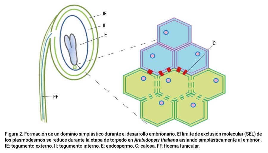 Figura 2. Formación de un dominio simplástico durante el desarrollo embrionario. El límite de exclusión molecular (SEL) de los plasmodesmos se reduce durante la etapa de torpedo en Arabidopsis thaliana aislando simplásticamente al embrión. IE: tegumento externo, II: tegumento interno, E: endospermo, C: calosa, FF: floema funicular.