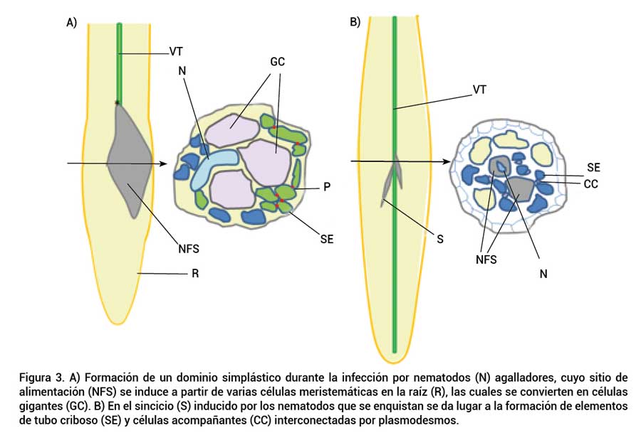 Figura 3. A) Formación de un dominio simplástico durante la infección por nematodos (N) agalladores, cuyo sitio de alimentación (NFS) se induce a partir de varias células meristemáticas en la raíz (R), las cuales se convierten en células gigantes (GC). B) En el sincicio (S) inducido por los nematodos que se enquistan se da lugar a la formación de elementos de tubo criboso (SE) y células acompañantes (CC) interconectadas por plasmodesmos.