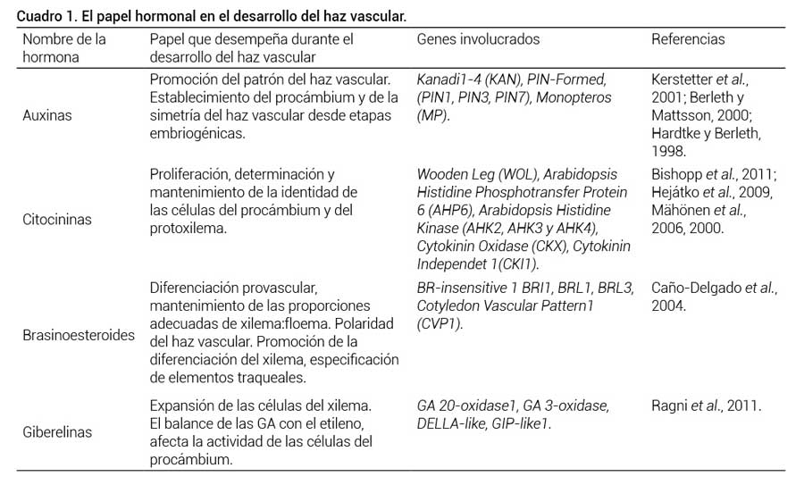 Cuadro 1. El papel hormonal en el desarrollo del haz vascular. 