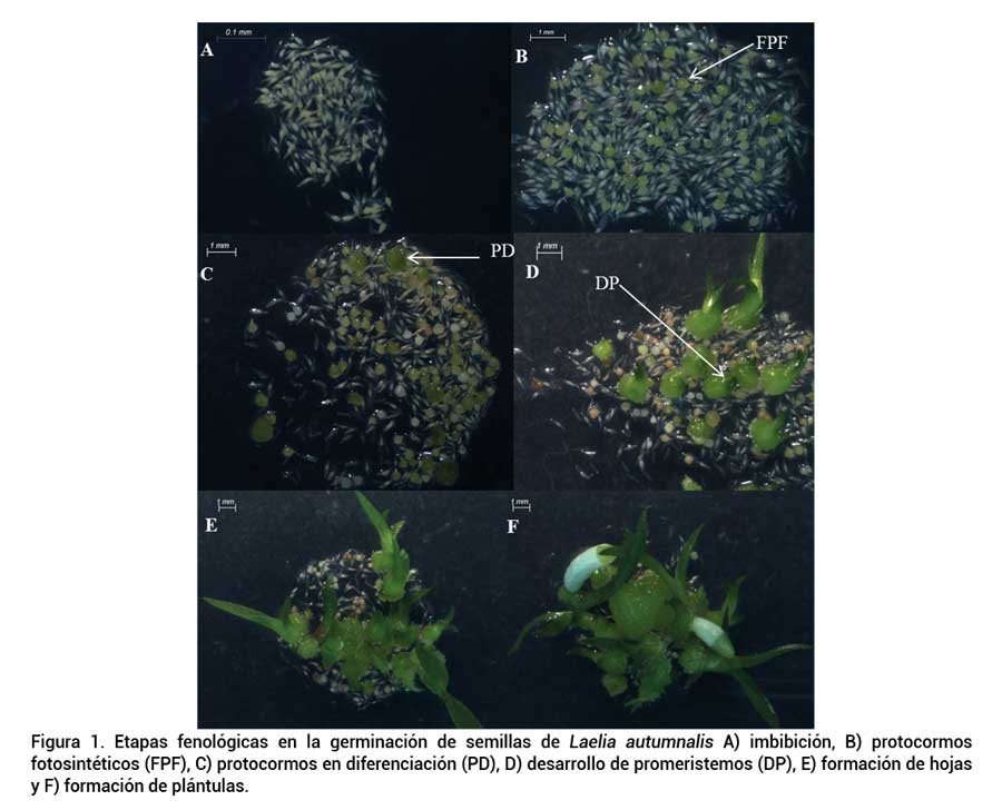 Figura 1. Etapas fenol&oacute;gicas en la germinaci&oacute;n de semillas de Laelia autumnalis A) imbibici&oacute;n, B) protocormos fotosint&eacute;ticos (FPF), C) protocormos en diferenciaci&oacute;n (PD), D) desarrollo de promeristemos (DP), E) formaci&oacute;n de hojas y F) formaci&oacute;n de pl&aacute;ntulas.