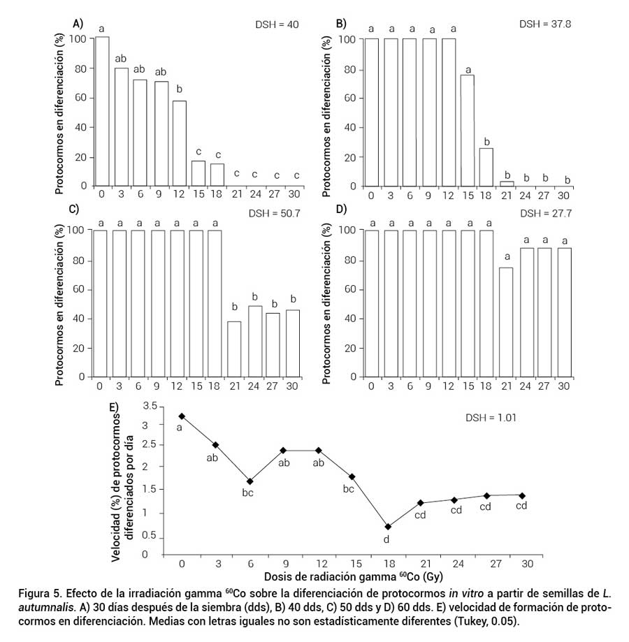 Figura 5. Efecto de la irradiaci&oacute;n gamma 60Co sobre la diferenciaci&oacute;n de protocormos in vitro a partir de semillas de L. autumnalis. A) 30 d&iacute;as despu&eacute;s de la siembra (dds), B) 40 dds, C) 50 dds y D) 60 dds. E) velocidad de formaci&oacute;n de protocormos en diferenciaci&oacute;n. Medias con letras iguales no son estad&iacute;sticamente diferentes (Tukey, 0.05).