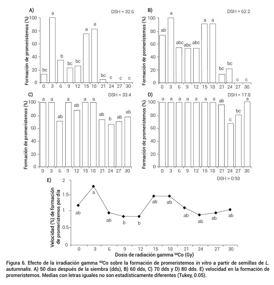 Figura 6. Efecto de la irradiaci&oacute;n gamma 60Co sobre la formaci&oacute;n de promeristemos in vitro a partir de semillas de L. autumnalis. A) 50 d&iacute;as despu&eacute;s de la siembra (dds), B) 60 dds, C) 70 dds y D) 80 dds. E) velocidad en la formaci&oacute;n de promeristemos. Medias con letras iguales no son estad&iacute;sticamente diferentes (Tukey, 0.05).