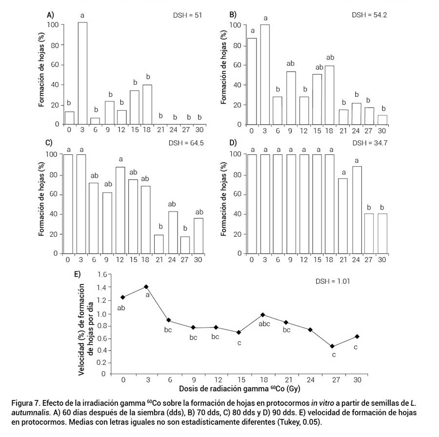 Figura 7. Efecto de la irradiaci&oacute;n gamma 60Co sobre la formaci&oacute;n de hojas en protocormos in vitro a partir de semillas de L. autumnalis. A) 60 d&iacute;as despu&eacute;s de la siembra (dds), B) 70 dds, C) 80 dds y D) 90 dds. E) velocidad de formaci&oacute;n de hojas en protocormos. Medias con letras iguales no son estad&iacute;sticamente diferentes (Tukey, 0.05).