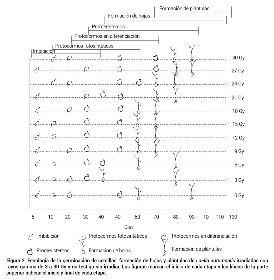 Figura 2. Fenolog&iacute;a de la germinaci&oacute;n de semillas, formaci&oacute;n de hojas y pl&aacute;ntulas de Laelia autumnalis irradiadas con rayos gamma de 3 a 30 Gy y un testigo sin irradiar. Las figuras marcan el inicio de cada etapa y las l&iacute;neas de la parte superior indican el inicio y final de cada etapa.