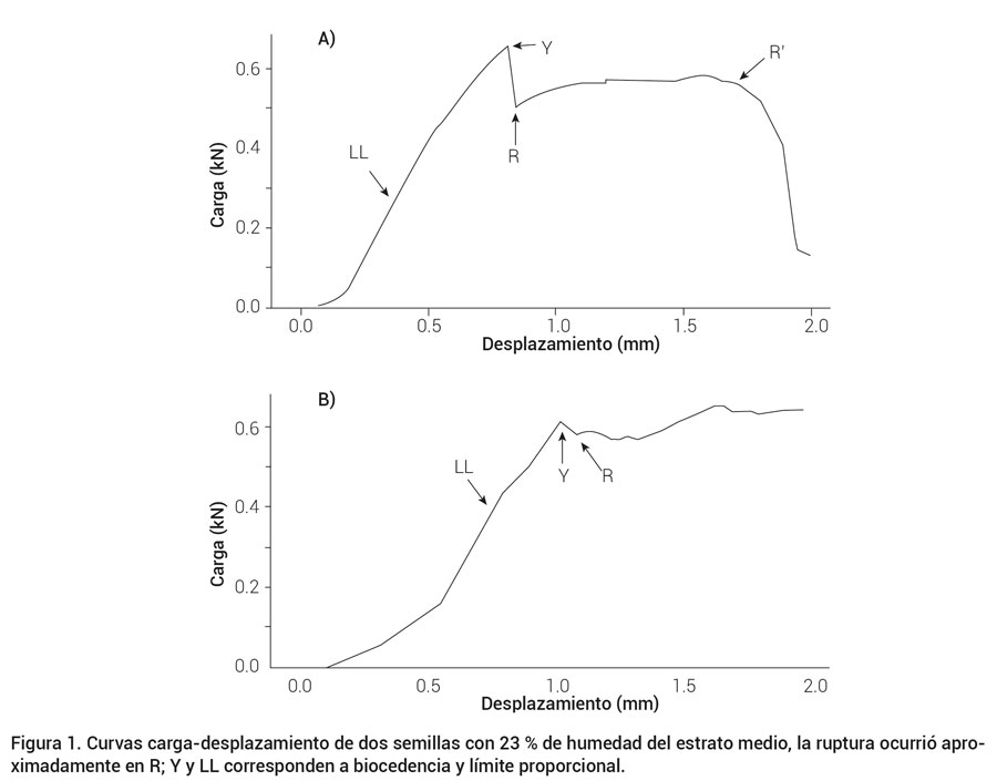 Figura 1. Curvas carga-desplazamiento de dos semillas con 23 % de humedad del estrato medio, la ruptura ocurrió aproximadamente en R; Y y LL corresponden a biocedencia y límite proporcional.