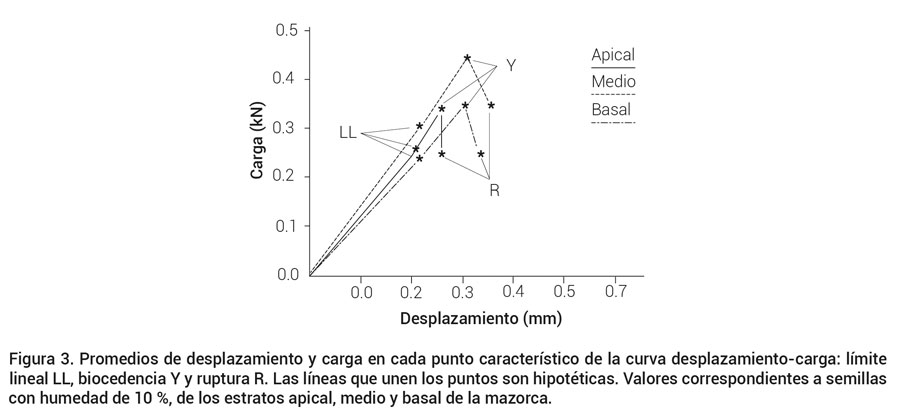 Figura 3. Promedios de desplazamiento y carga en cada punto característico de la curva desplazamiento-carga: límite lineal LL, biocedencia Y y ruptura R. Las líneas que unen los puntos son hipotéticas. Valores correspondientes a semillas con humedad de 10 %, de los estratos apical, medio y basal de la mazorca.