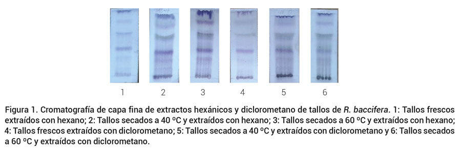 Figura 1. Cromatografía de capa fina de extractos hexánicos y diclorometano de tallos de R. baccifera. 1: Tallos frescosextraídos con hexano; 2: Tallos secados a 40 ºC y extraídos con hexano; 3: Tallos secados a 60 ºC y extraídos con hexano;4: Tallos frescos extraídos con diclorometano; 5: Tallos secados a 40 ºC y extraídos con diclorometano y 6: Tallos secadosa 60 ºC y extraídos con diclorometano.