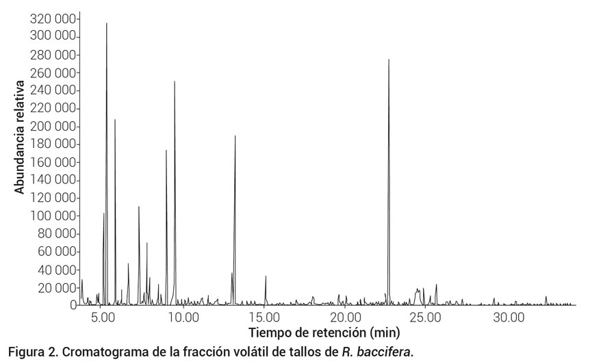 Figura 2. Cromatograma de la fracción volátil de tallos de R. baccifera.