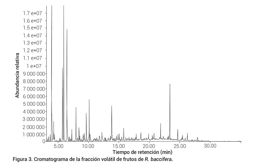 Figura 3. Cromatograma de la fracción volátil de frutos de R. baccifera.