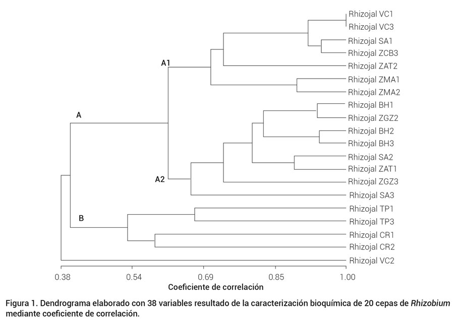 Figura 1. Dendrograma elaborado con 38 variables resultado de la caracterización bioquímica de 20 cepas de Rhizobium mediante coeficiente de correlación. 