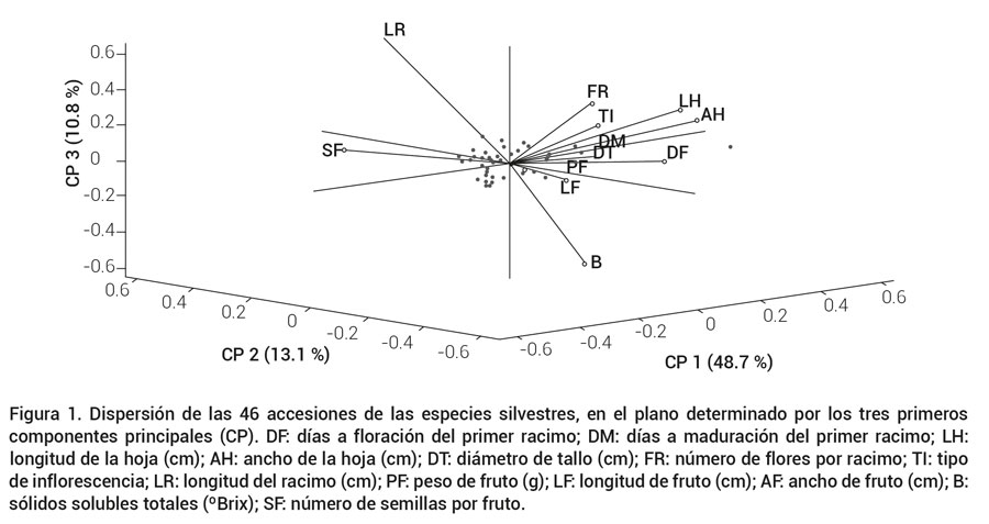 Figura 1. Dispersión de las 46 accesiones de las especies silvestres, en el plano determinado por los tres primeros componentes principales (CP). DF: días a floración del primer racimo; DM: días a maduración del primer racimo; LH: longitud de la hoja (cm); AH: ancho de la hoja (cm); DT: diámetro de tallo (cm); FR: número de flores por racimo; TI: tipo de inflorescencia; LR: longitud del racimo (cm); PF: peso de fruto (g); LF: longitud de fruto (cm); AF: ancho de fruto (cm); B: sólidos solubles totales (ºBrix); SF: número de semillas por fruto.