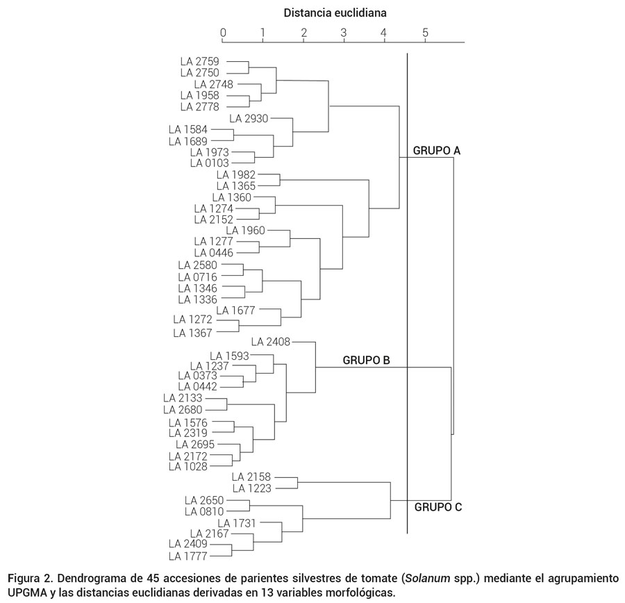 Figura 2. Dendrograma de 45 accesiones de parientes silvestres de tomate (Solanum spp.) mediante el agrupamiento UPGMA y las distancias euclidianas derivadas en 13 variables morfológicas.