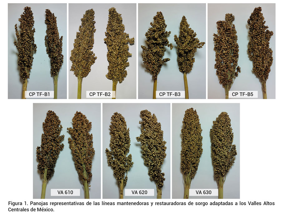 Figura 1. Panojas representativas de las l&iacute;neas mantenedoras y restauradoras de sorgo adaptadas a los Valles AltosCentrales de M&eacute;xico.