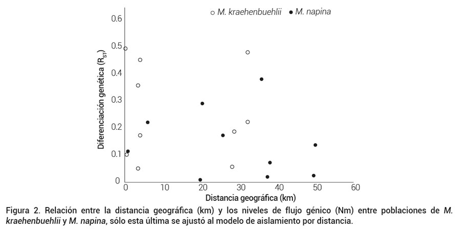 Figura 2. Relación entre la distancia geográfica (km) y los niveles de flujo génico (Nm) entre poblaciones de M. kraehenbuehlii y M. napina, sólo esta última se ajustó al modelo de aislamiento por distancia.