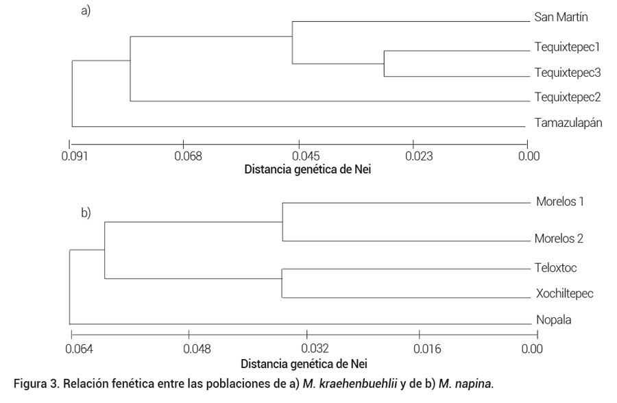 Figura 3. Relación fenética entre las poblaciones de a) M. kraehenbuehlii y de b) M. napina.