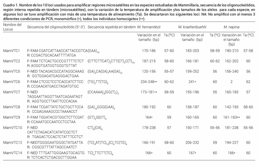 Cuadro 1. Nombre de los 10 loci usados para amplificar regiones microsatélites en las especies estudiadas de Mammillaria, secuencia de los oligonucleótidos,región interna repetida en tándem (microsatélites), con la variación de la temperatura de amplificación y los tamaños de los alelos para cada especie, en algunos loci se tuvo amplificación con más de una temperatura de alineamiento (Ta). Se descartaron los siguientes loci: NA: No amplificó con al menos 3 diferentes condiciones de PCR, monomórfico (*), todos los individuos homocigotos (**).