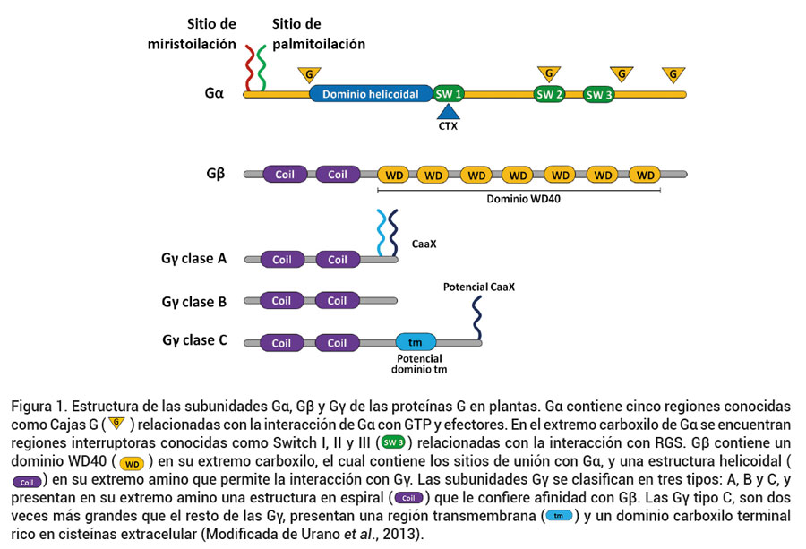Figura 1. Estructura de las subunidades Gα, Gβ y Gγ de las prote&iacute;nas G en plantas. Gα contiene cinco regiones conocidas como Cajas G ( ) relacionadas con la interacci&oacute;n de Gα con GTP y efectores. En el extremo carboxilo de Gα se encuentran regiones interruptoras conocidas como Switch I, II y III ( ) relacionadas con la interacci&oacute;n con RGS. Gβ contiene un dominio WD40 ( ) en su extremo carboxilo, el cual contiene los sitios de uni&oacute;n con Gα, y una estructura helicoidal () en su extremo amino que permite la interacci&oacute;n con Gγ. Las subunidades Gγ se clasifican en tres tipos: A, B y C, y presentan en su extremo amino una estructura en espiral ( ) que le confiere afinidad con Gβ. Las Gγ tipo C, son dos veces m&aacute;s grandes que el resto de las Gγ, presentan una regi&oacute;n transmembrana ( ) y un dominio carboxilo terminalrico en ciste&iacute;nas extracelular (Modificada de Urano et al., 2013).