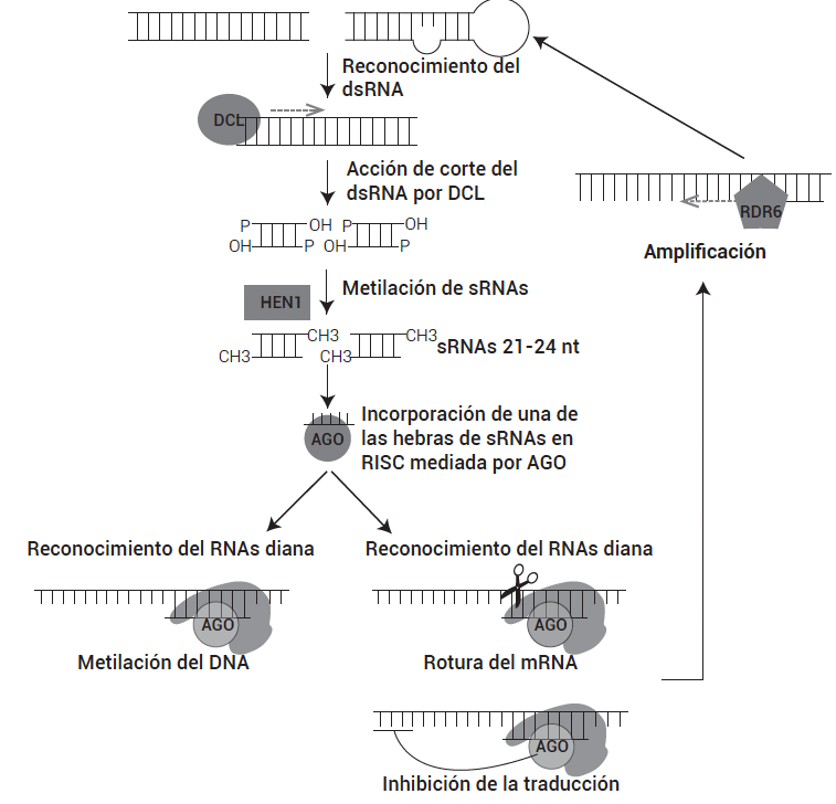 Ruta del silenciamiento por RNA en plantas